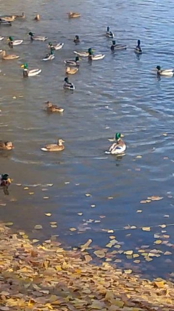 VID_20251104_114804.mp4