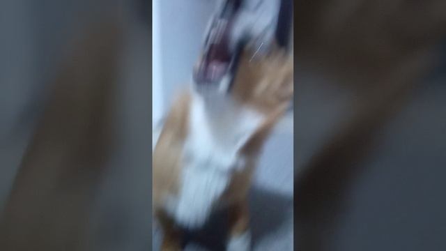 VID_20251104_200948.mp4