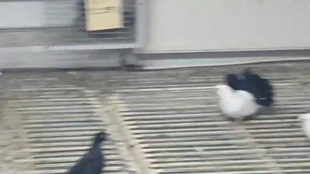 в гостях у Виктора харлашина. голуби россии-самый большой питомник.03.11.2025