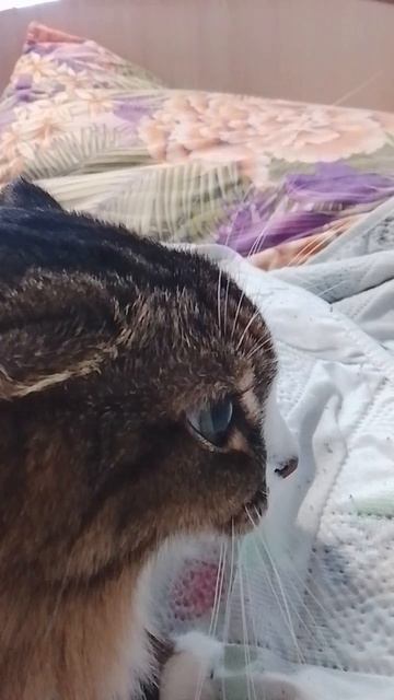 Муся миукает, 
мяу-мяу!😾