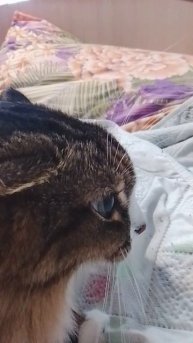 Муся миукает,
мяу-мяу!😾