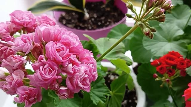 Пожелтение листиков на Пеларгонии Герани