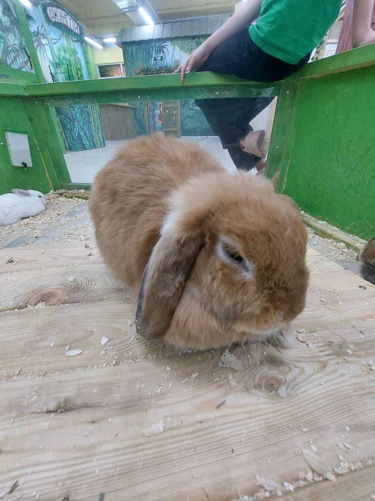 играю в ласт дей