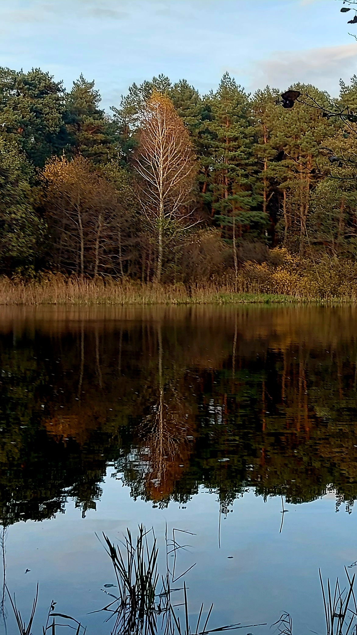 Лесное озеро.Сосновый бор.Прогулка