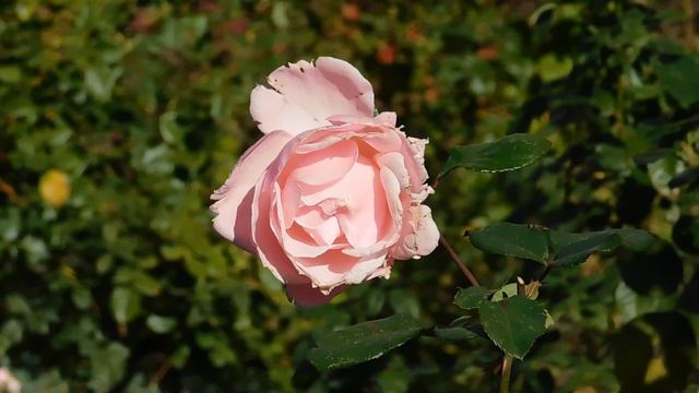 03=11=2025  ник  КМР (1)