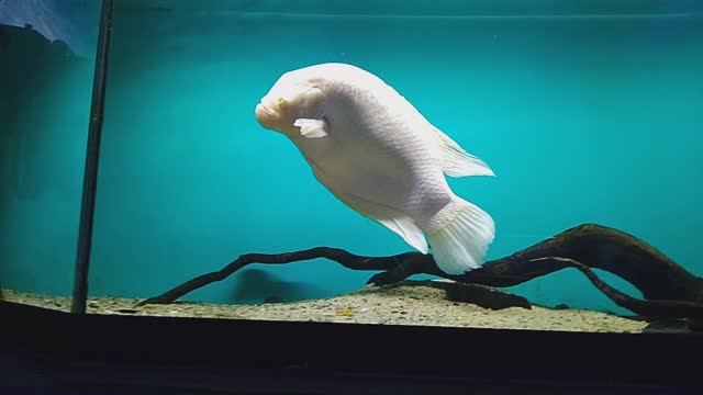 Суровые Челябинские рыбы. Зоопарк