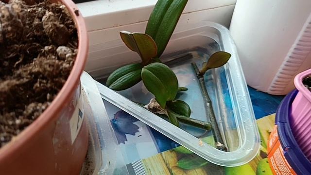 #мои красотки орхидеи