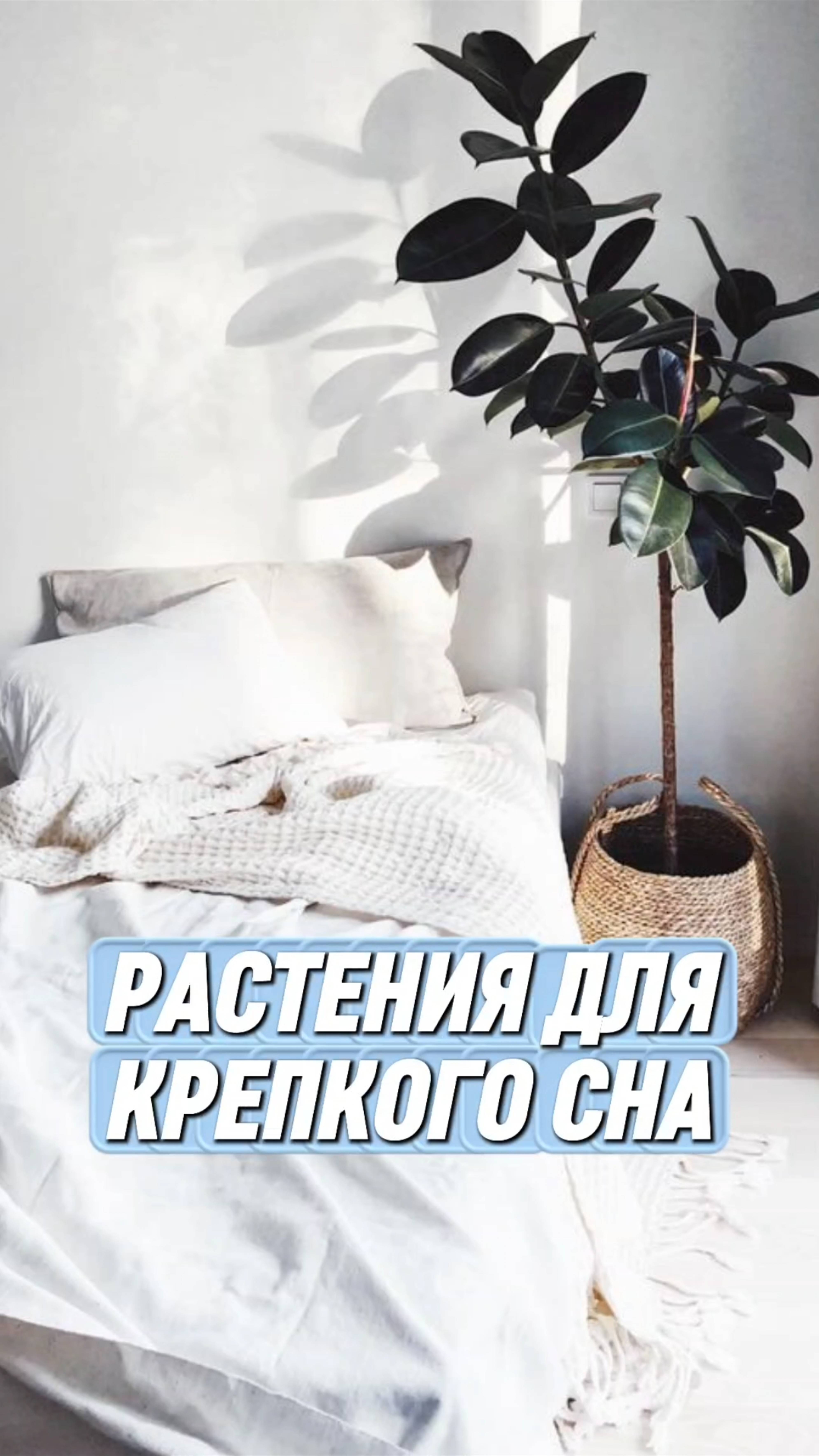 🌛Три растения для хорошего сна