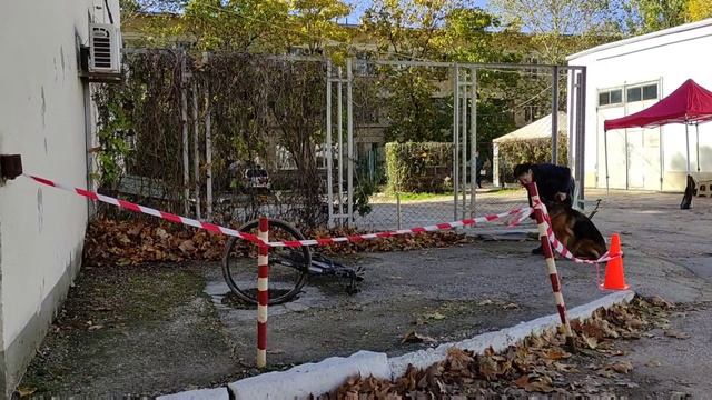 Хедда Каралинг Сильва Кин, 9,5 лет. Квал. соревнования, ноузворк РАНВ 2.11.25 Севастополь. Транспорт