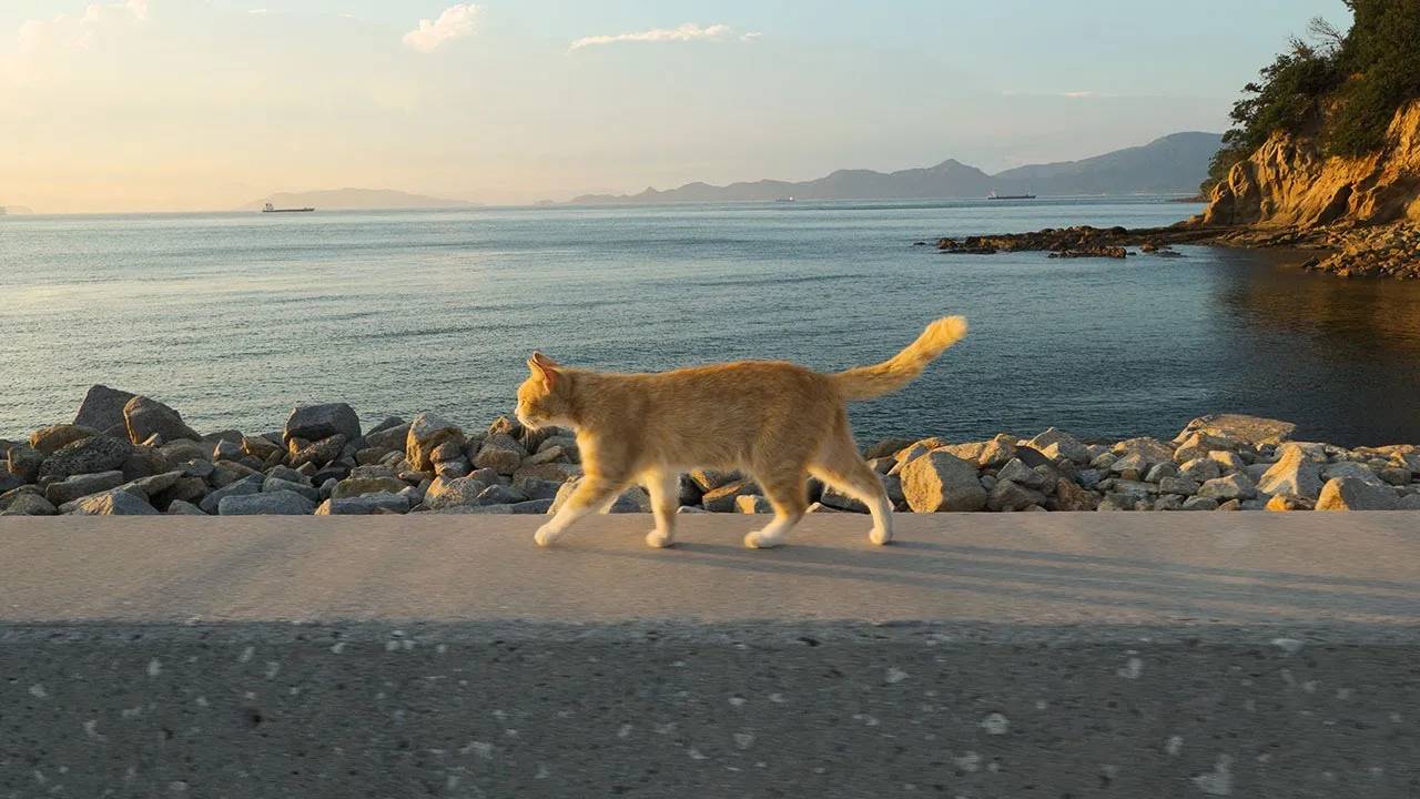Летняя ночь на кошачьем острове в Японии. Огидзима в Кагаве