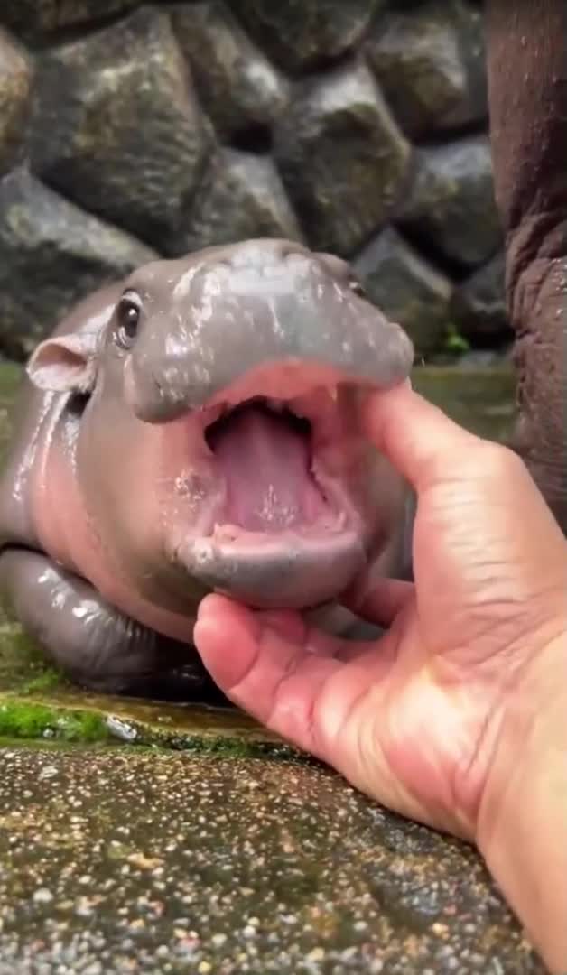 #крутыеанекдоты #catsofinstagram #ilovecats #cozyvibes #adorablecat #kitten #вирусныймир #веселье...