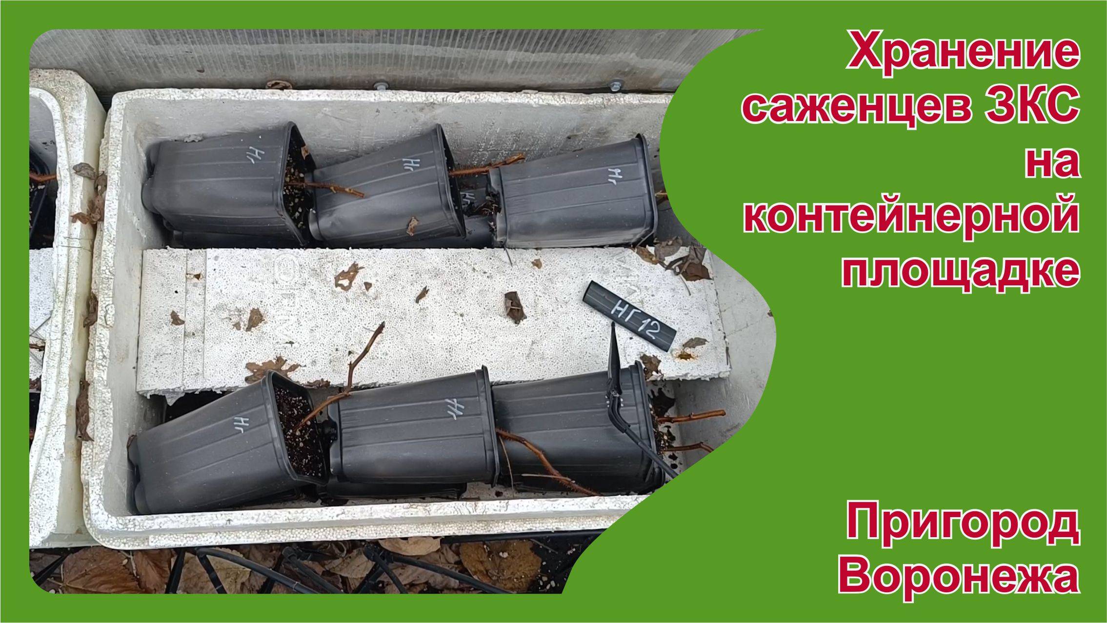 Хранение саженцев ЗКС зимой на контейнерной площадке. Пригород Воронежа.