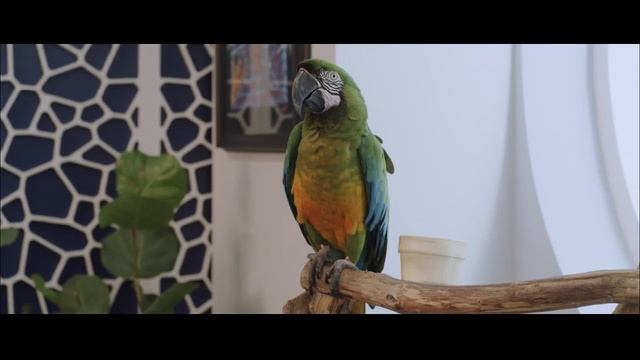 Дельфин Берни 2