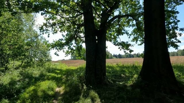 Дорога к Иван-чаю: грунтовка, поля и душистый урожай