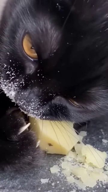asmr котик ест картофель