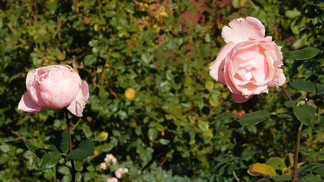 03=11=2025  ник  КМР (3)