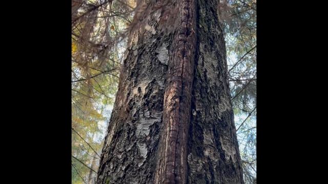 Как мы в лес ходили