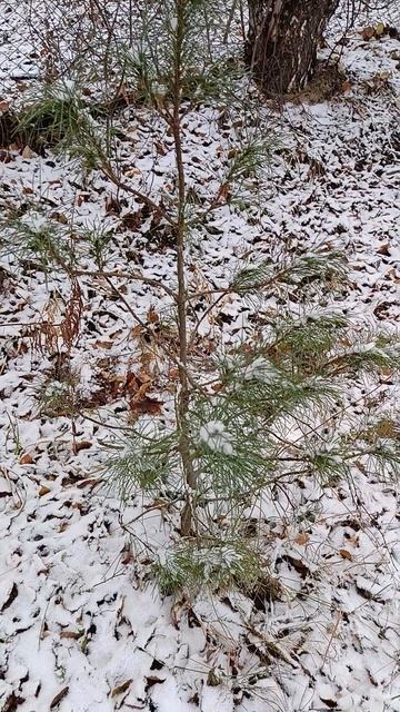 кедр в снегу