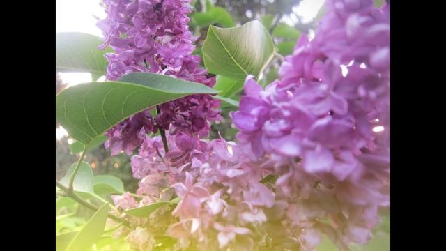 БОГОРОДИЦЕ ДЕВО греческий распев исп Хор монастыря Рождество Богородицы фото видео Татьяна Талызина