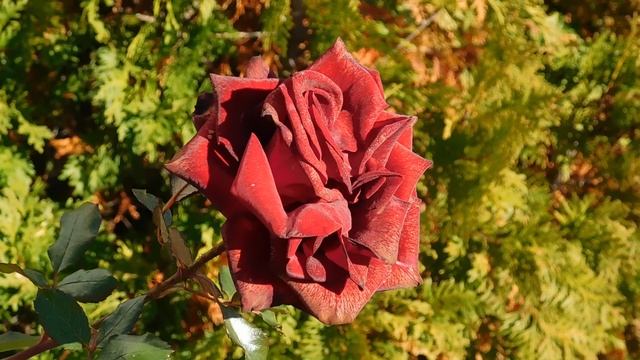 03=11=2025  ник  КМР (30)