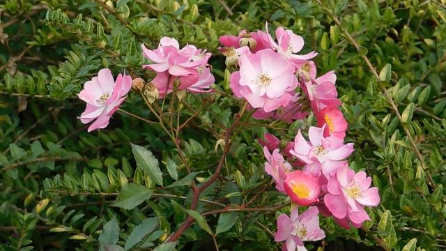 02=11=2025 ник КРАСНОДАР (93)