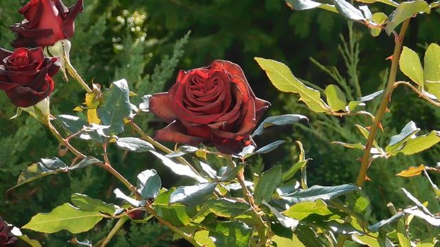 03=11=2025 ник КМР (33)