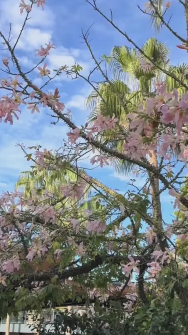 АЛАНЬЯ. ТУРЦИЯ 2025.