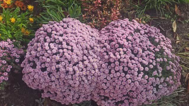 Хризантема мультифлора Пуговка.