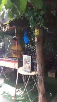 Шашлык с мясом верблюда