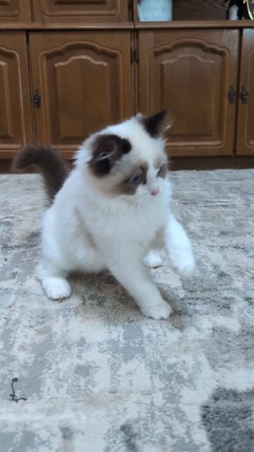 Котята породы рэгдолл.