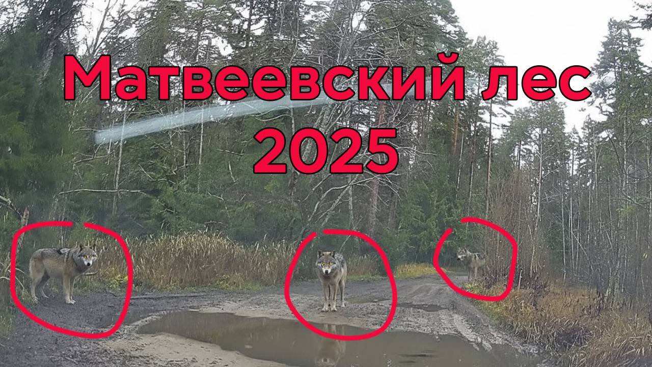 Матвеевский лес 2025