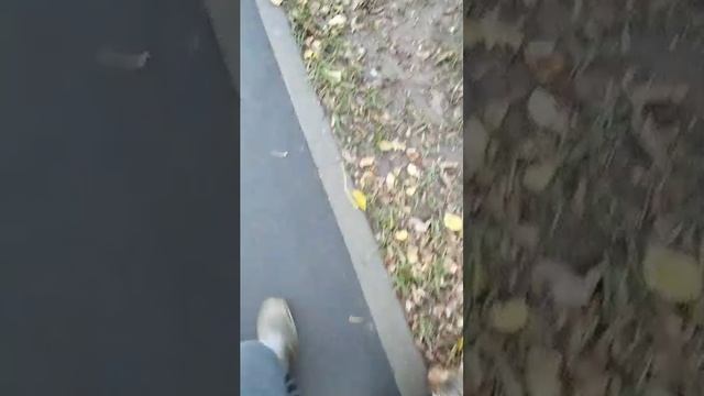 Мы идём гулять с собакой! | 4-ноя-2025