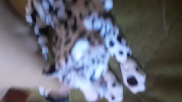 притармозила немного кто не услышал/а то её зовут зара ей 4 годика она добрая милая любит путешество