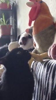 Игрушечный друг кошки#домашние животные