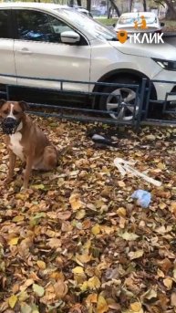 Воспитанная собака и невоспитанная ворона