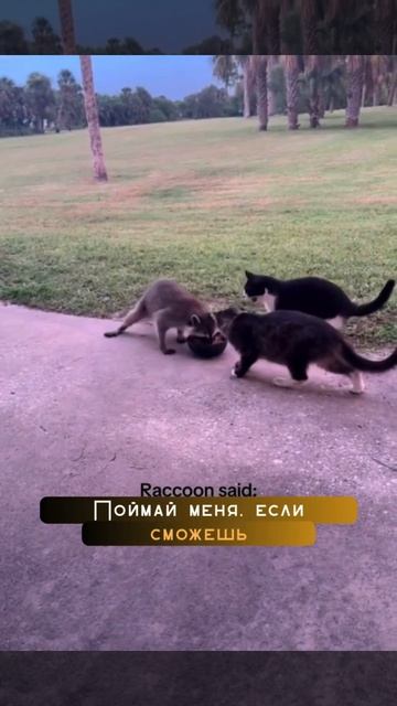 ПОЙМАЙ МЕНЯ ЕСЛИ СМОЖЕШ🤣🤣🤣🤣