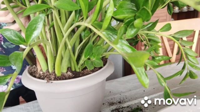 Праздничный день: пересадка долларового растения, поездка к друзьям в гости