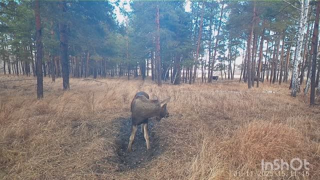Попытка поймать рыбу. Лоси и кабаны в объективе фотоловушки.