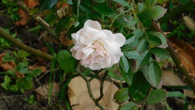 05=11=2025  уни  ПВН   (1)