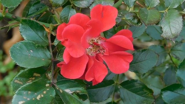 05=11=2025  уни  ПВН   (4)