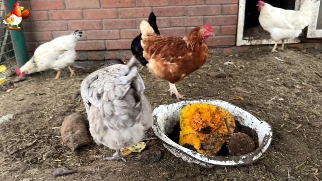 Куры осенью очень счастливы 🤗😂😜 (5)