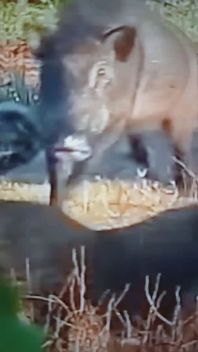 Кабаны преследуют Леопарда😯#Shorts