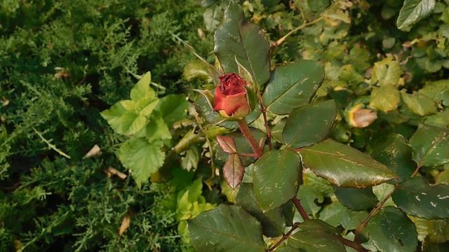 05=11=2025  уни  ПВН   (19)