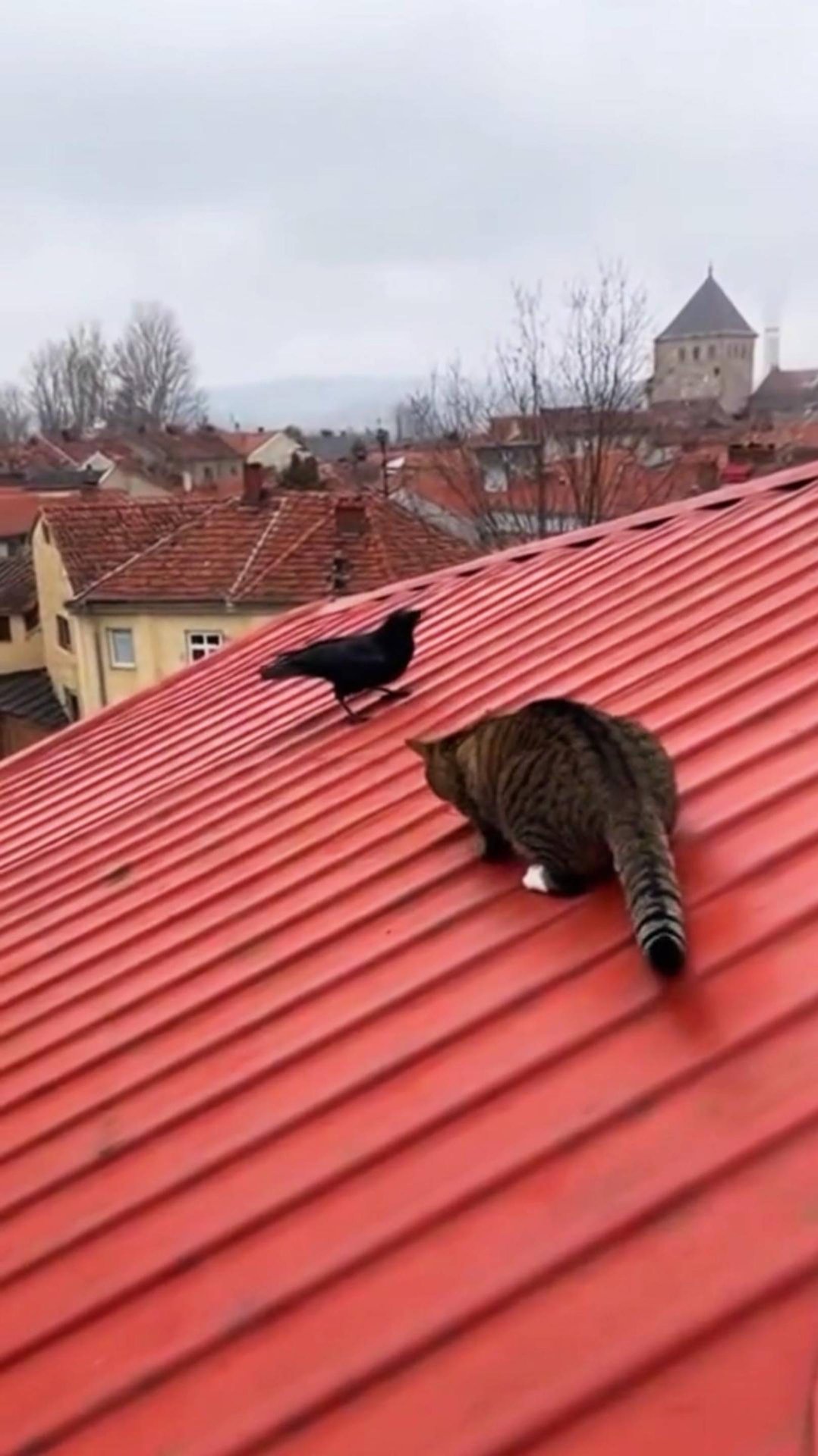 КОТ полетел Вместе с Вороном 🤣😂 #cat #cute #funnycat