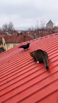 КОТ полетел Вместе с Вороном 🤣😂 #cat #cute #funnycat