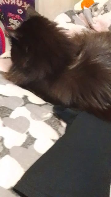 третье видео хомяка🐹🐹 Лиля милашка 🐹🐹