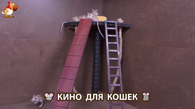 Видео для кошек про крысок развлекать питомцев 🐭🐀😂 (363)