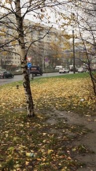 Санкт-Петербург. 05.11.2025. Проспект Энгельса у станции метро «Проспект Просвещения». Эпизод 4