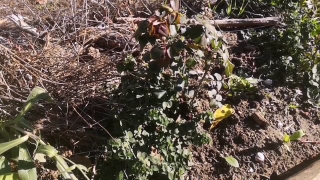 Розы на продажу