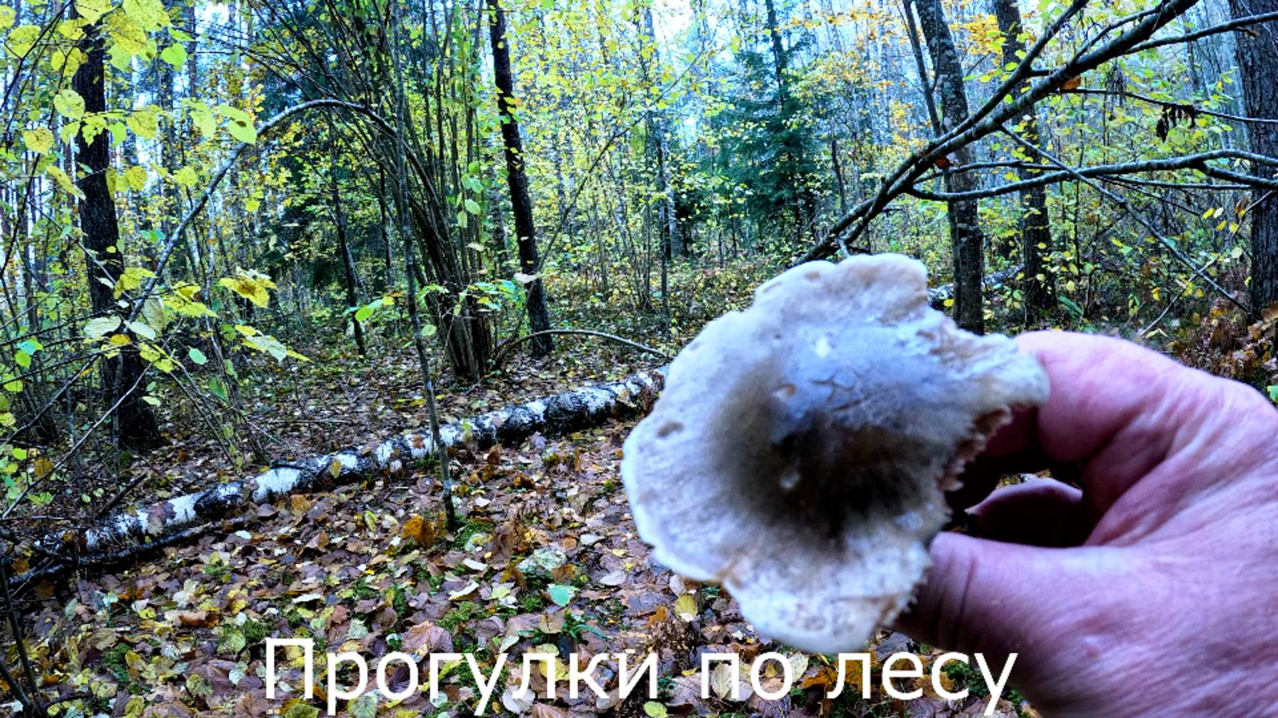 Прогулки по лесу.  На другой стороне дороги нашел рядовку.